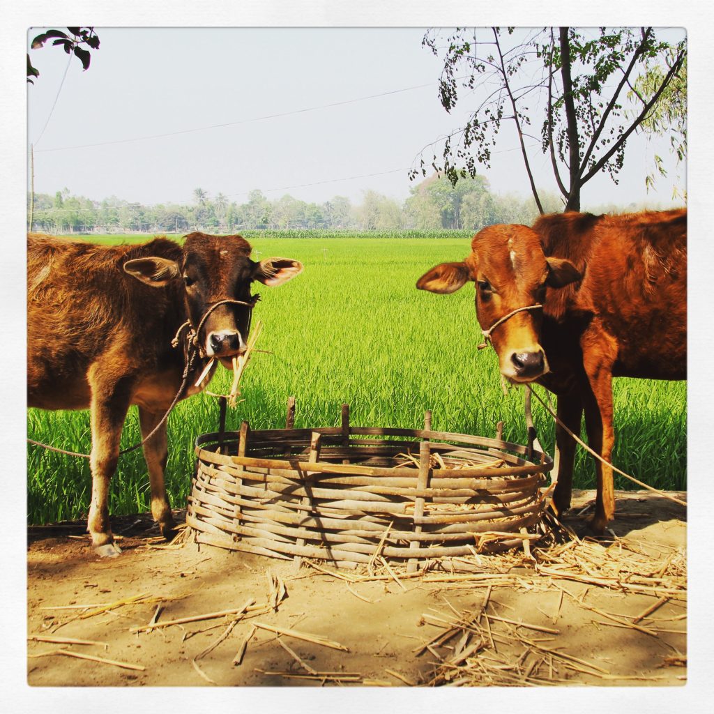 cows